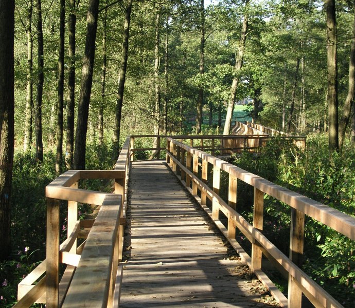 Die Ozeanbruecke fuehrt durch ein Waldstueck in Richtung einer Lichtung.