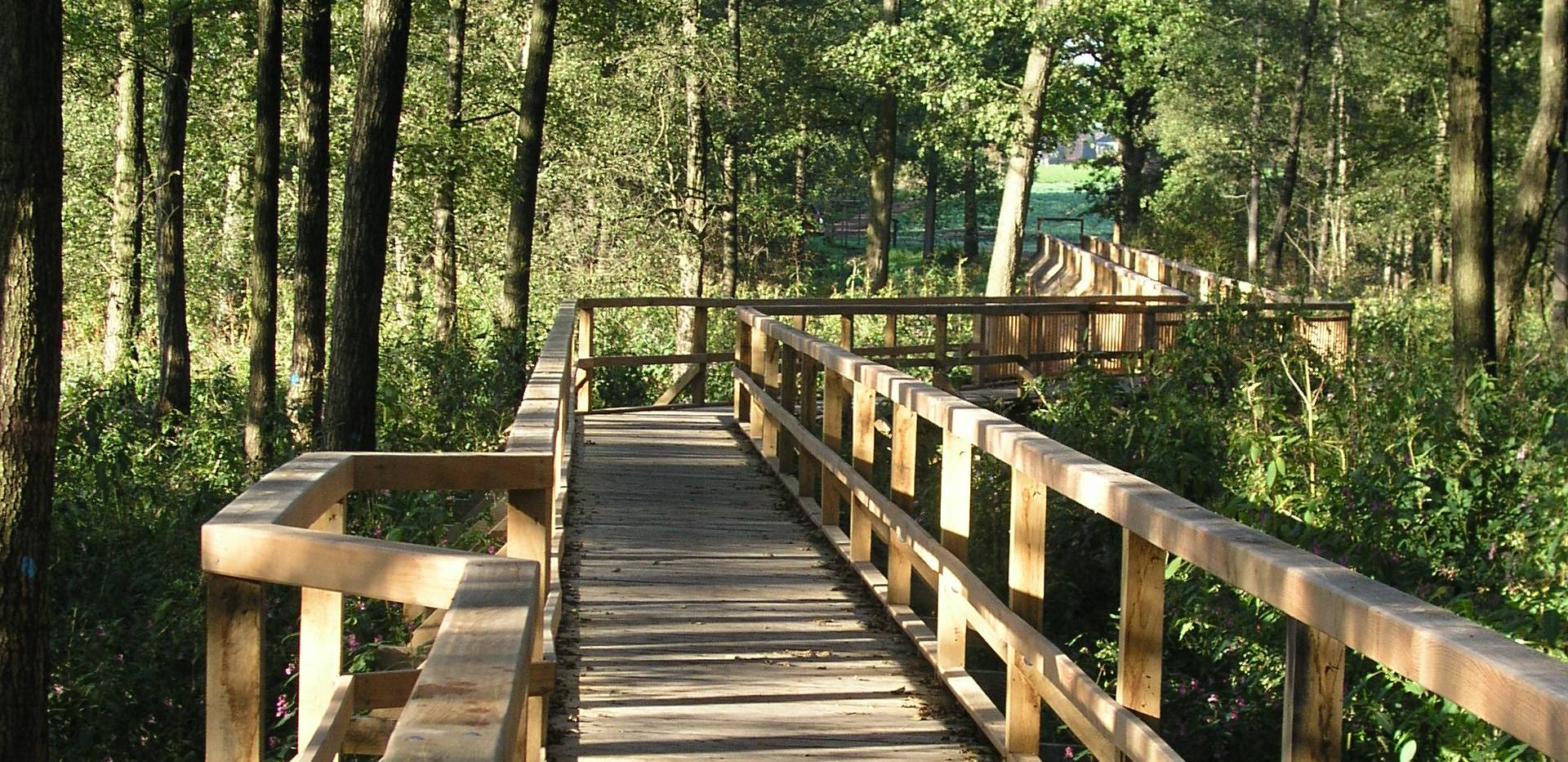 Die Ozeanbruecke fuehrt durch ein Waldstueck in Richtung einer Lichtung.