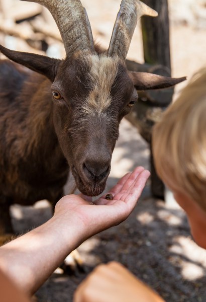 Wildpark Burg Dinklage