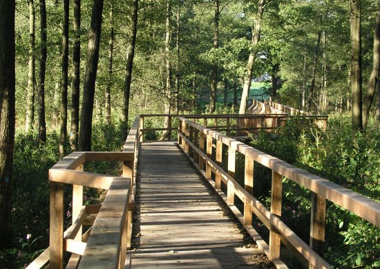 Die Ozeanbruecke fuehrt durch ein Waldstueck in Richtung einer Lichtung.